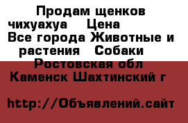 Продам щенков чихуахуа  › Цена ­ 10 000 - Все города Животные и растения » Собаки   . Ростовская обл.,Каменск-Шахтинский г.